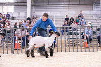 Market Lambs-4796