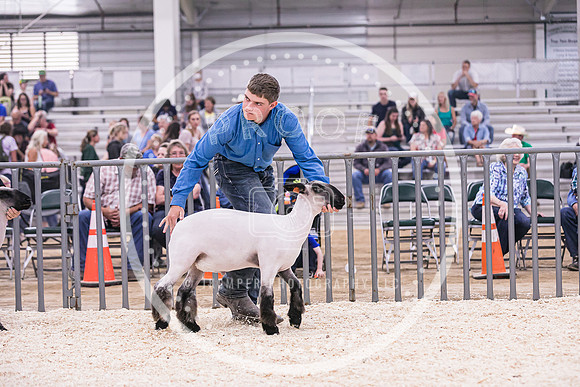 Market Lambs-4796