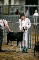 Dairy Goats-1110