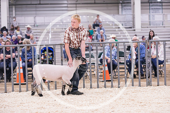 Market Lambs-4794