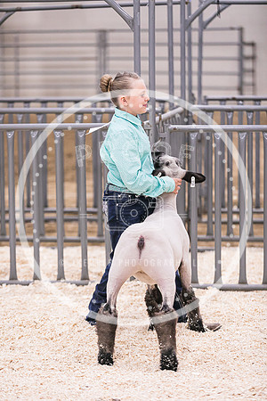 Market Lambs-4817