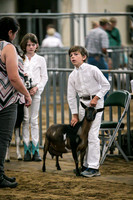 Dairy Goats-1106