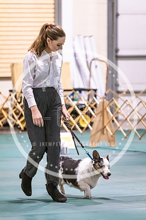 Dog Obedience 2021-5396
