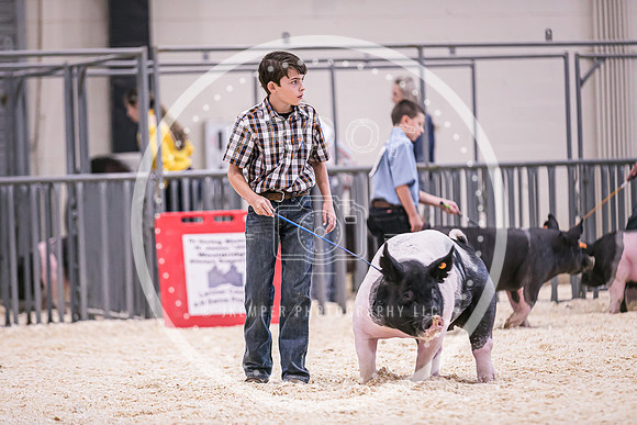 Swine Market-7244
