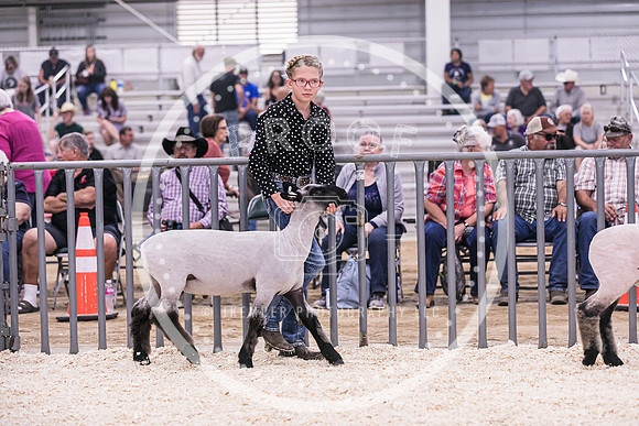 Market Lambs-4780