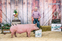 Swine Backdrop-8118