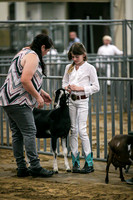 Dairy Goats-1111