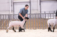 Market Lambs-4790