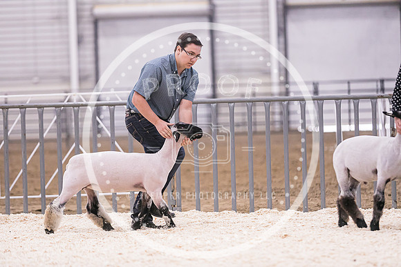 Market Lambs-4790
