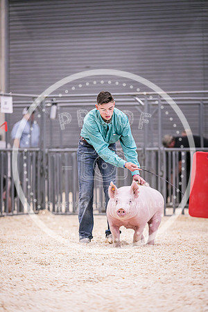 Swine Market-7250