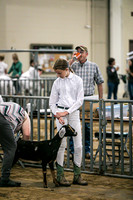 Dairy Goats-1102