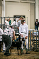 Dairy Goats-1101