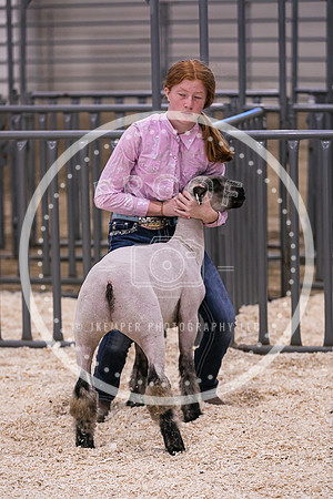 Market Lambs-4814
