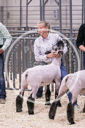 Market Lambs-4807