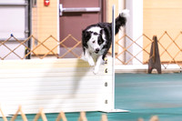 Dog Obedience 7/25