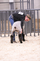 Market Lambs-4784
