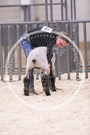 Market Lambs-4784