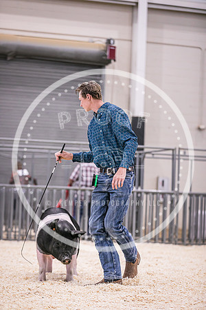 Swine Showmanship-6041