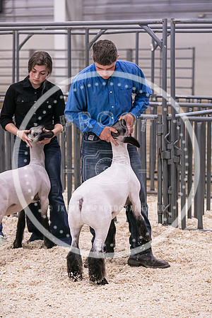 Market Lambs-4806