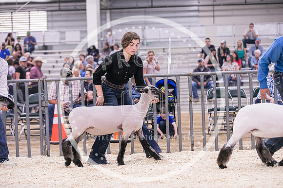 Market Lambs-4797