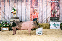 Swine Backdrop-8130
