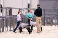 Sheep Showmanship-3610