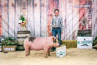 Swine Backdrop-8136