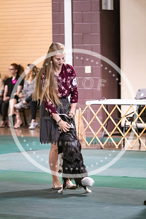 Dog Obedience 2021-5384