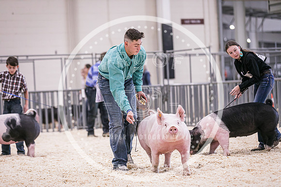 Swine Market-7241