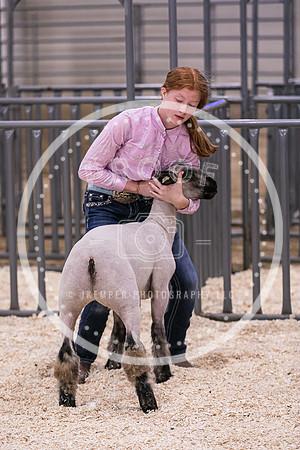 Market Lambs-4813