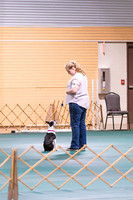 Dog Obedience 2021-5374
