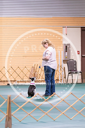 Dog Obedience 2021-5374