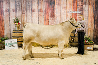 Backdrop-9385