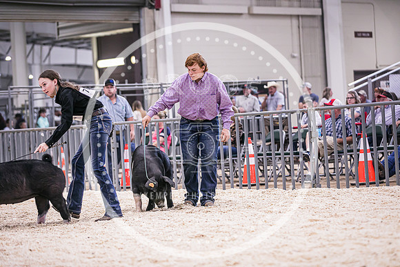 Swine Market-7232