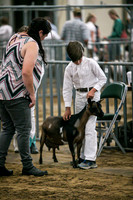 Dairy Goats-1105