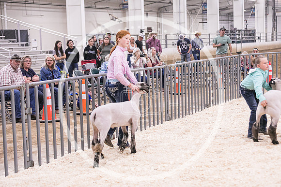 Market Lambs-4804