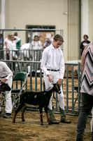 Dairy Goats-1100