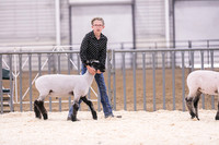 Market Lambs-4789