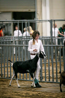 Dairy Goats-1096