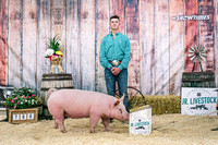 Swine Backdrop-8109