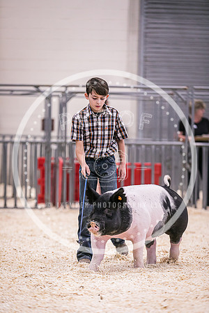 Swine Market-7228