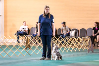 Dog Obedience 2021-5410
