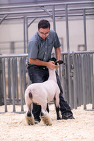 Market Lambs-4786