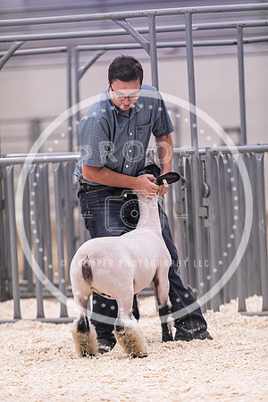 Market Lambs-4786