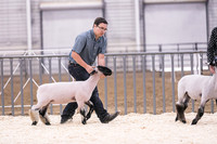 Market Lambs-4791