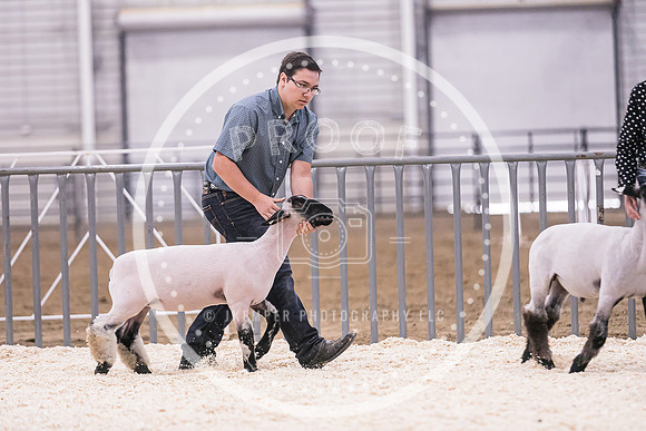 Market Lambs-4791