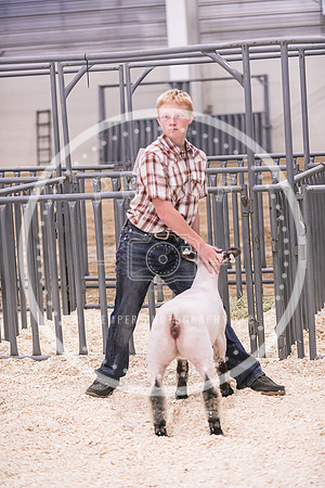 Market Lambs-4805