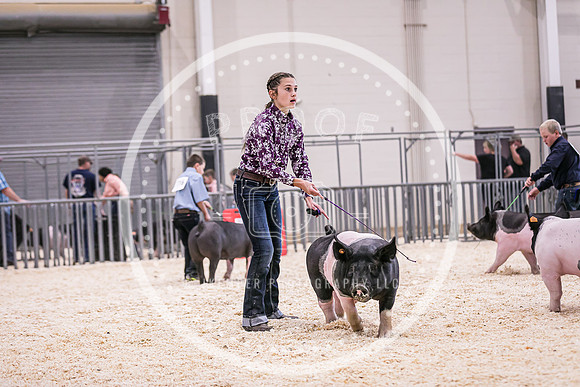 Swine Market-7240