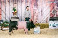 Swine Backdrop-8105