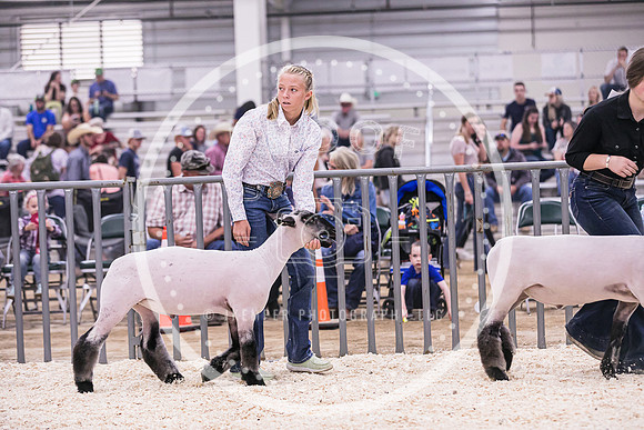 Market Lambs-4799
